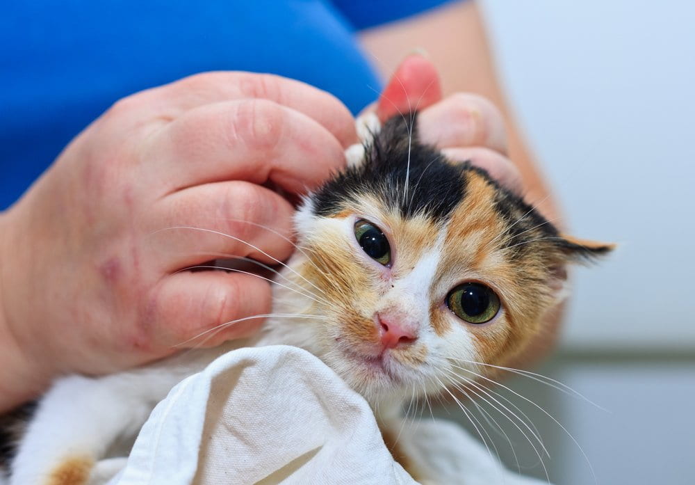 Tips generales para la higiene en perros y gatos